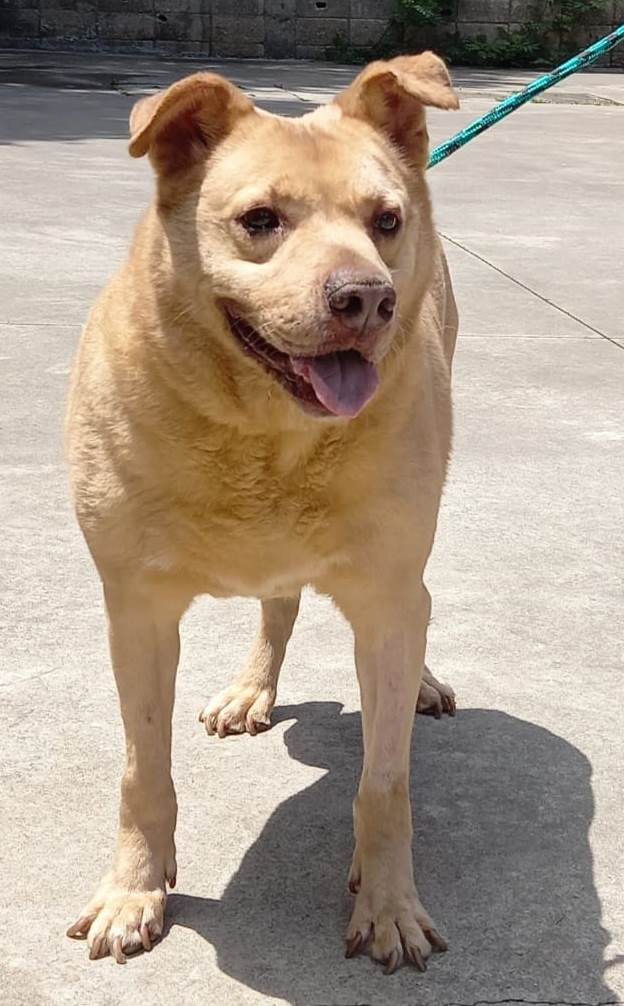 #PraCegoVer: Fotografia do cachorro Yellow. Ele é bege e olha fixamente para a câmera.